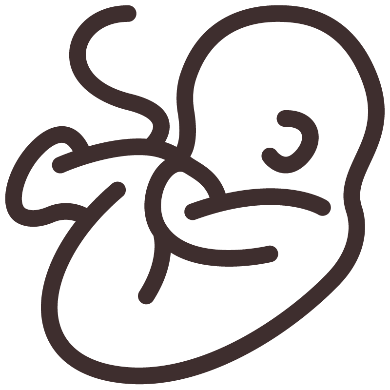 graphic of an embryo