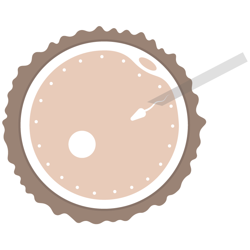 graphic of embryo transfer